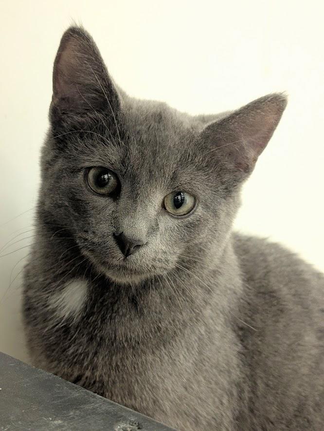 Slate, a Adoptable mixed breed in Waupun, WI image 4/4