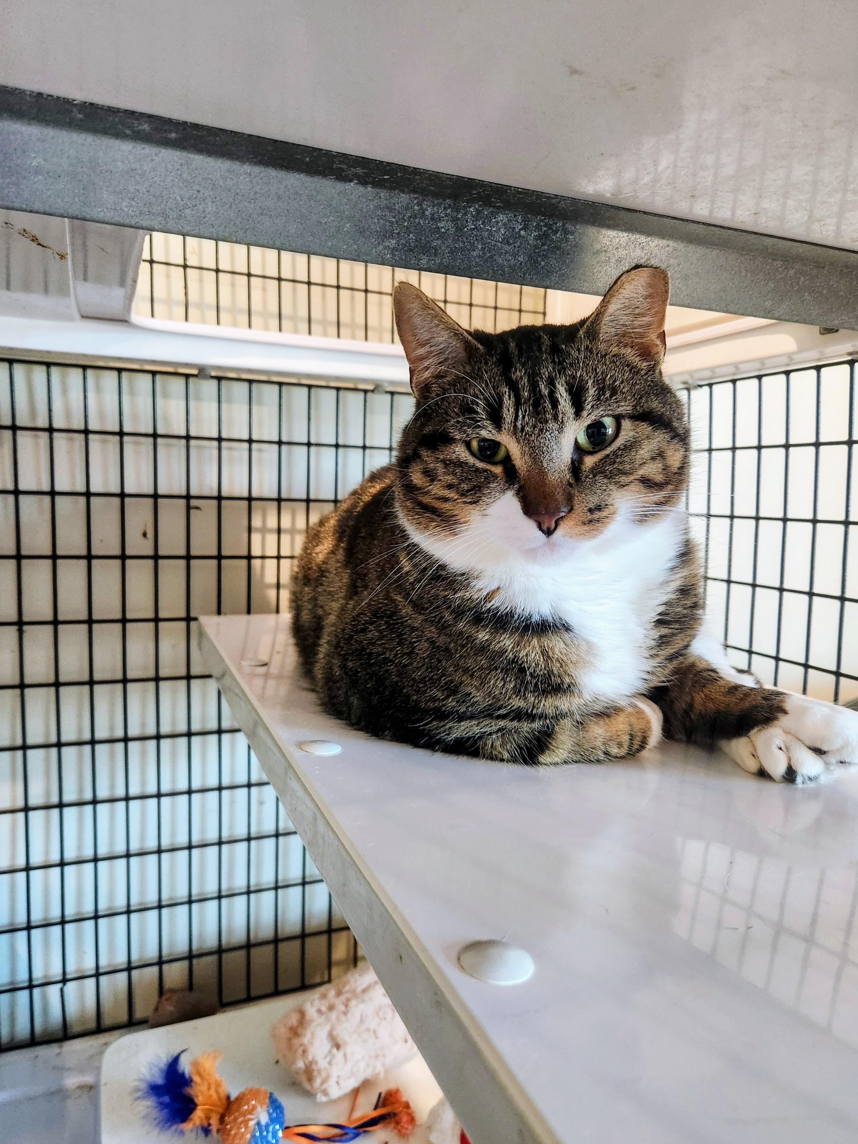 Nemo, ADOPTABLE, Adult Male Domestic Short Hair.