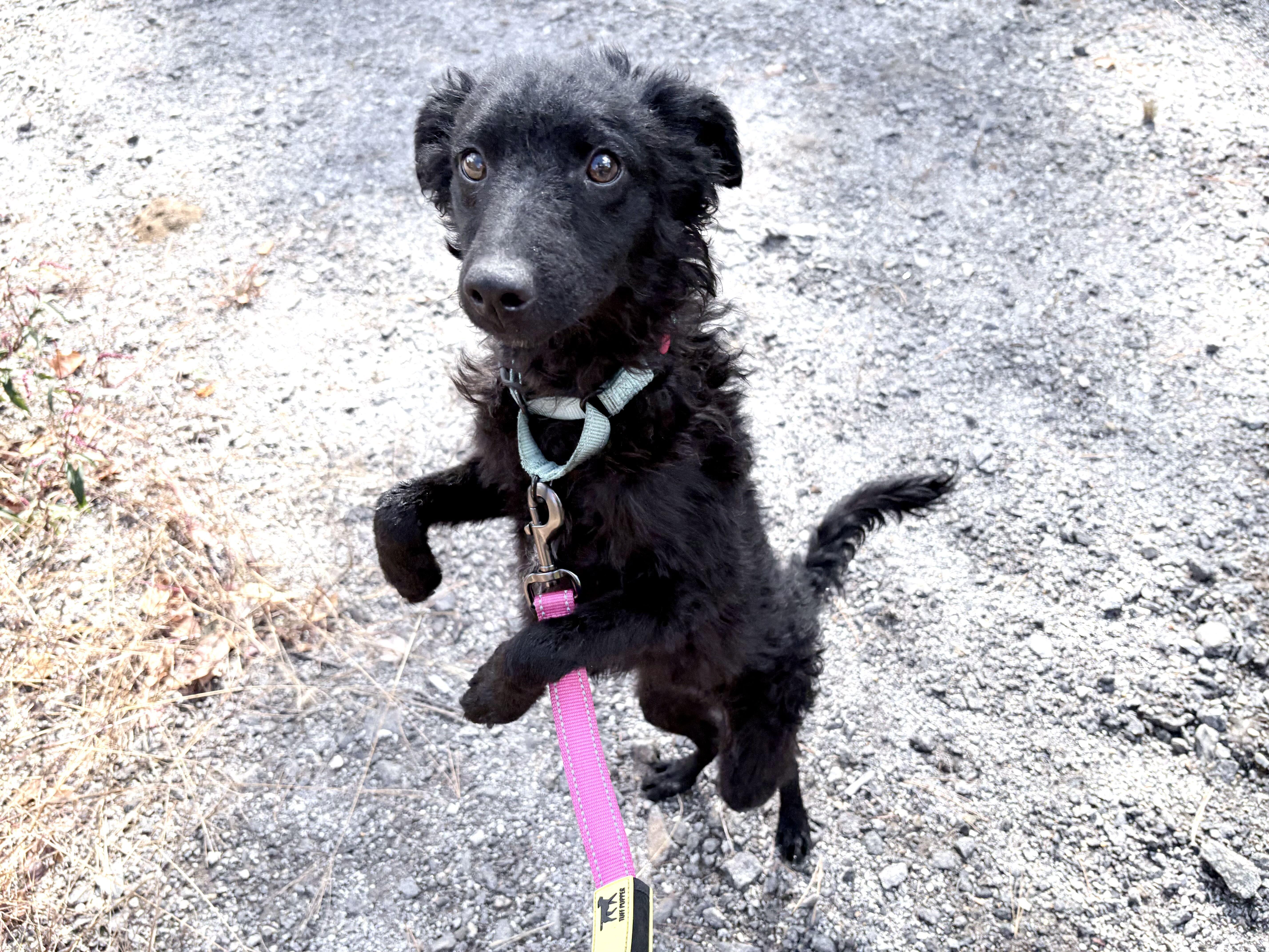 Enlarge Sherri, a Adoptable mixed breed in Weare, NH image 4/6