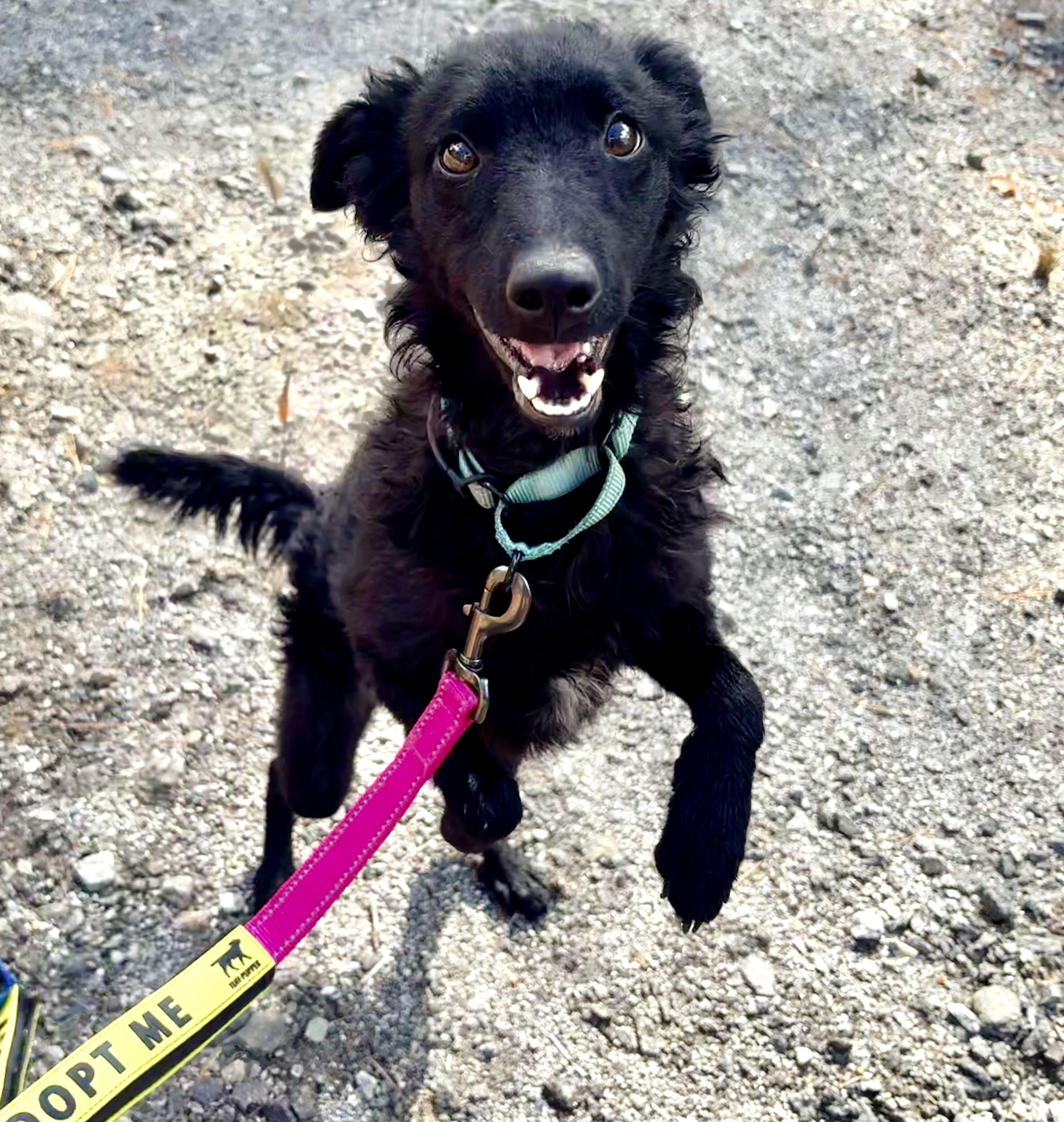 Enlarge Sherri, a Adoptable mixed breed in Weare, NH image 1/6