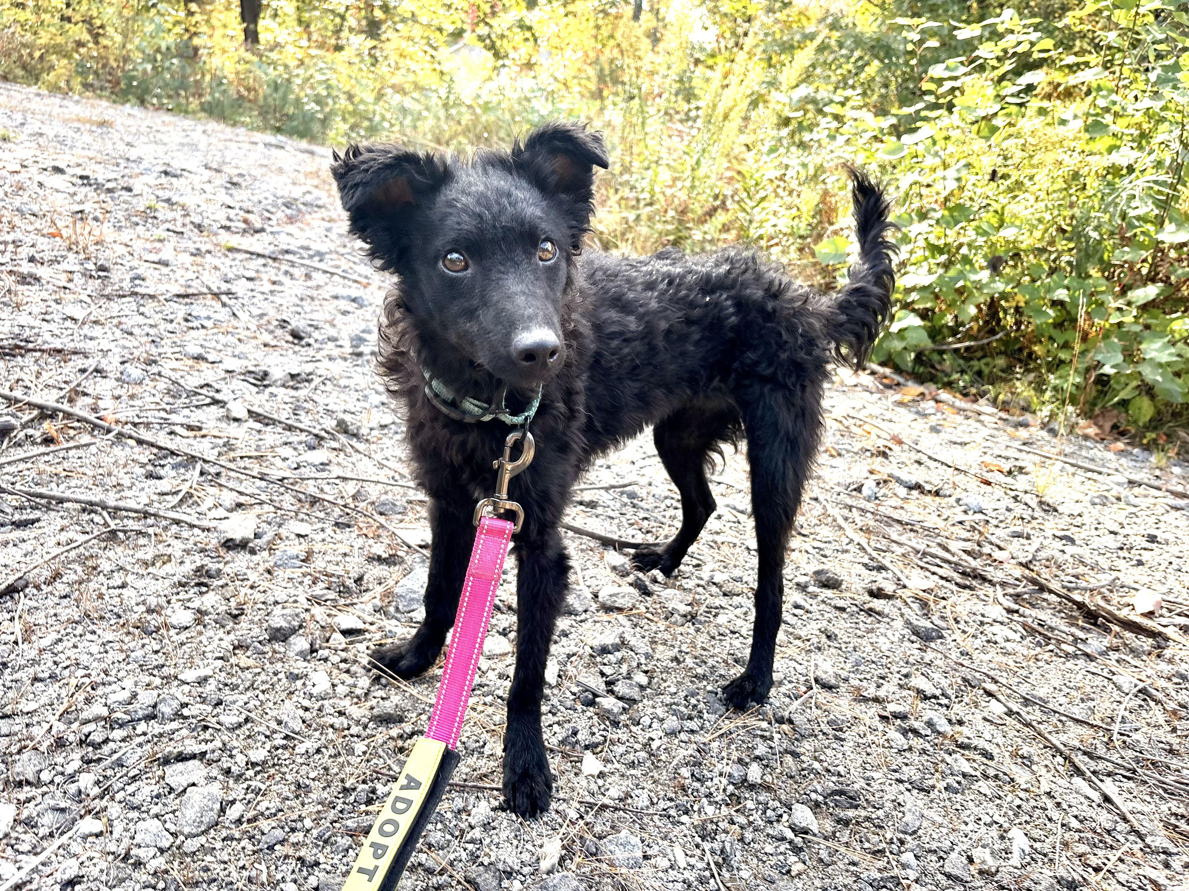 Enlarge Sherri, a Adoptable mixed breed in Weare, NH image 5/6