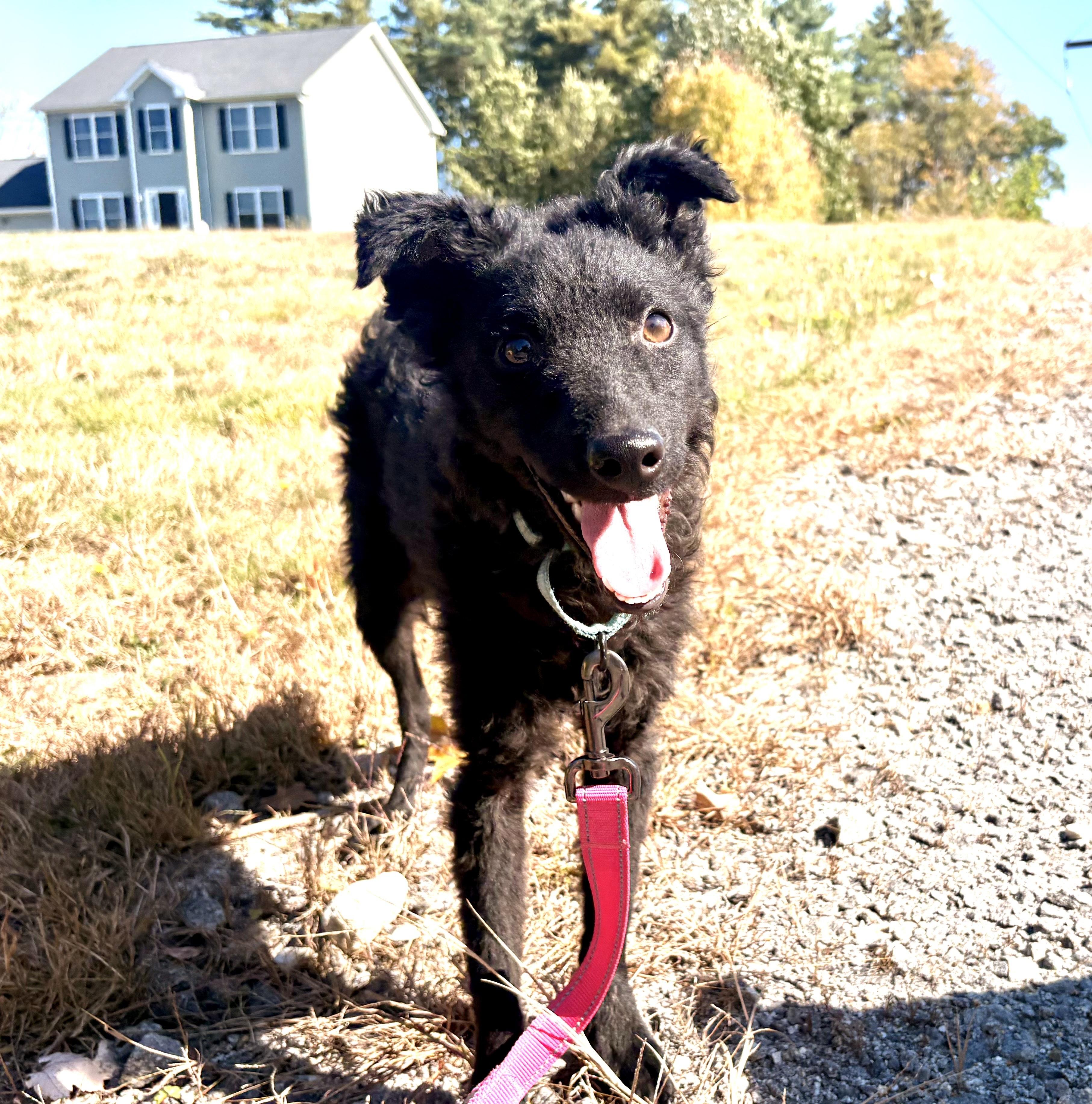 Enlarge Sherri, a Adoptable mixed breed in Weare, NH image 3/6