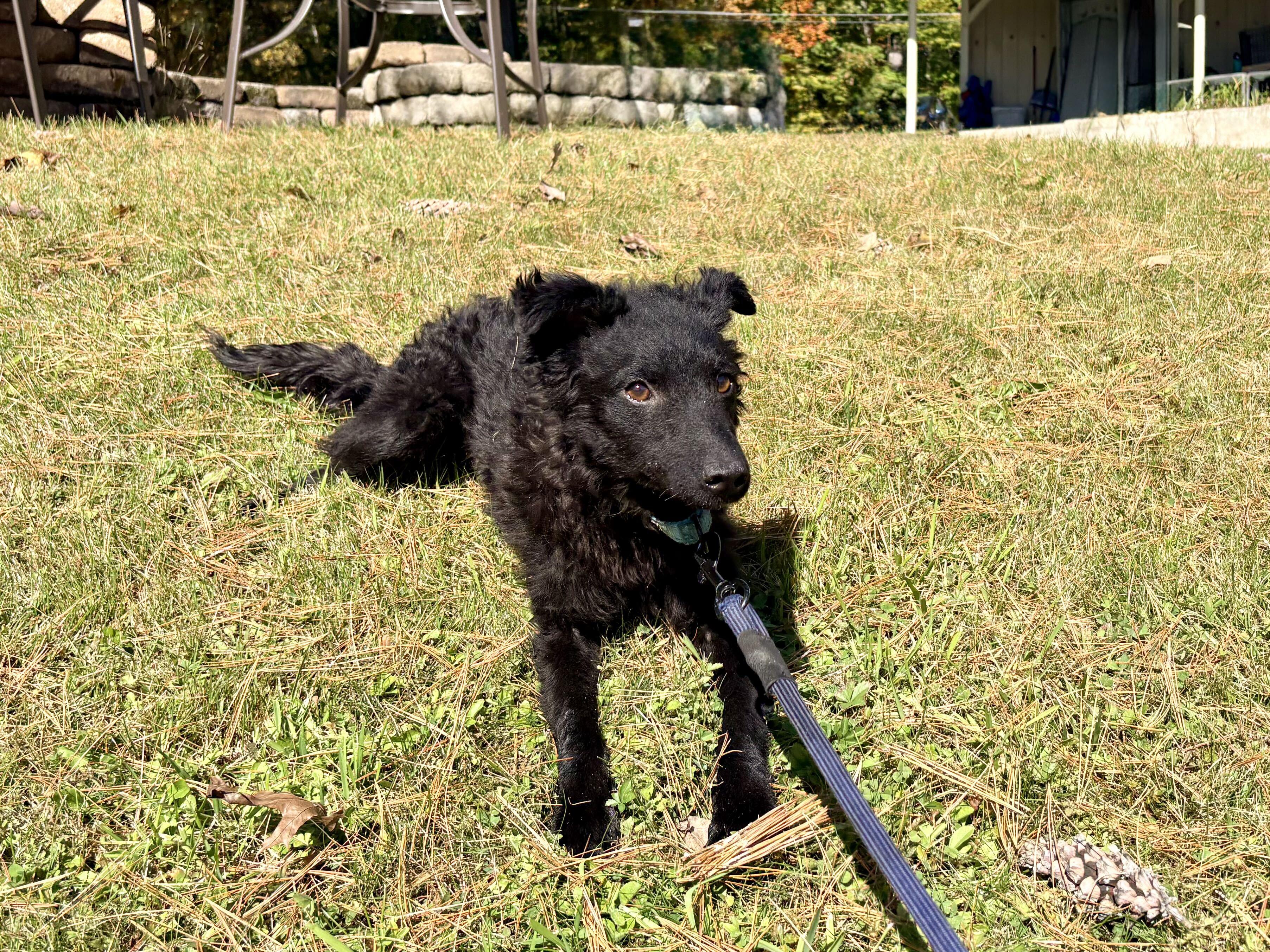 Enlarge Sherri, a Adoptable mixed breed in Weare, NH image 6/6