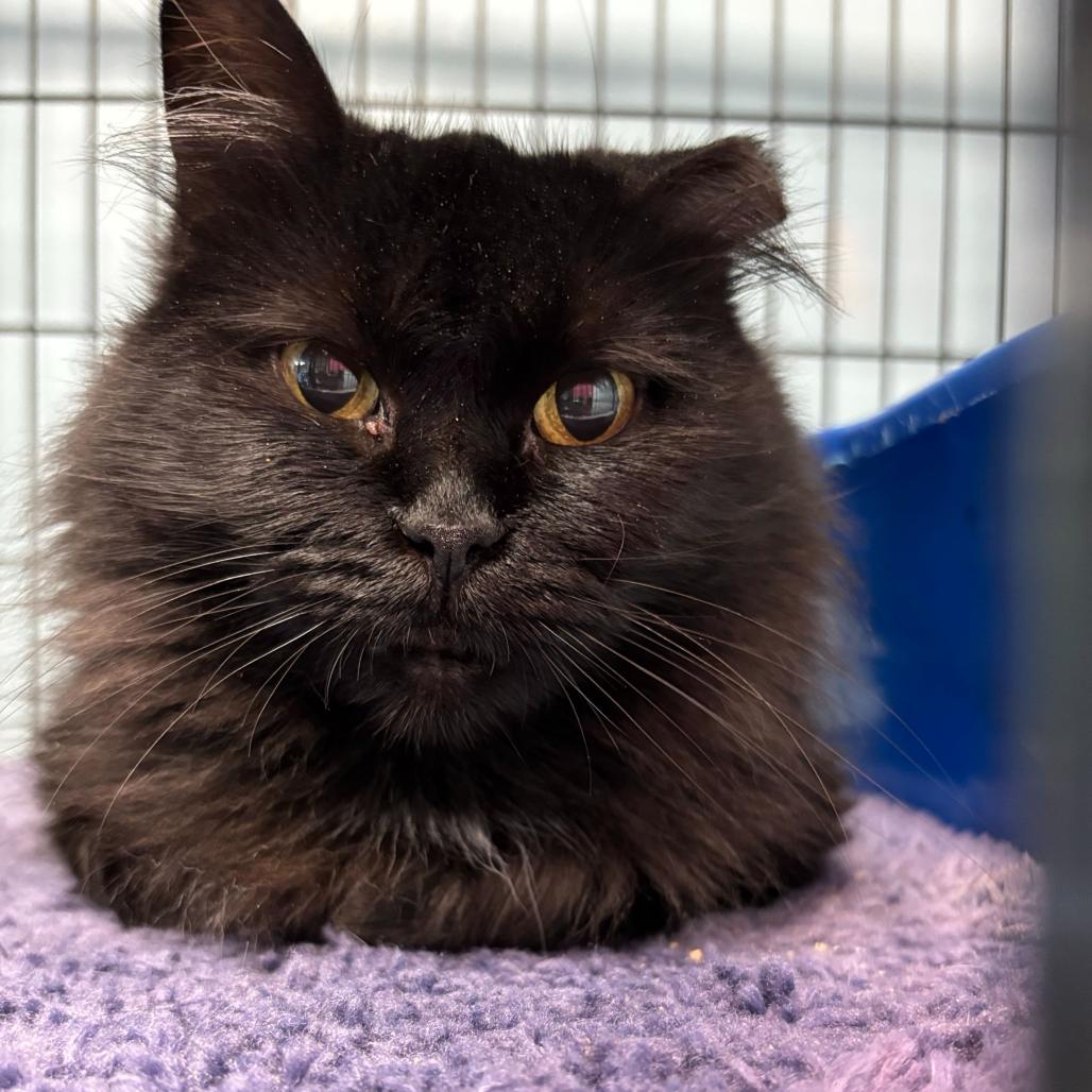 Enlarge Bumble Bumble, a Adoptable Domestic Long Hair in Davenport, IA image 1/6