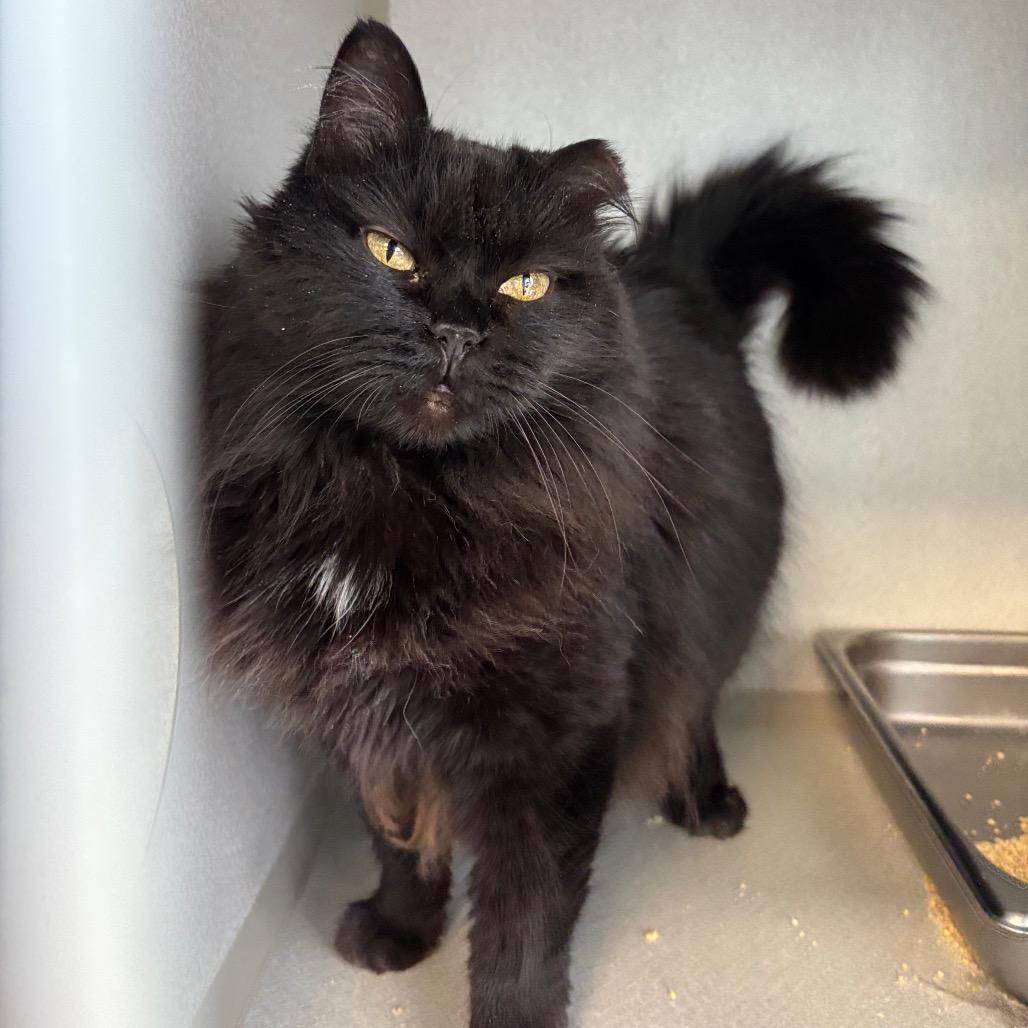 Enlarge Bumble Bumble, a Adoptable Domestic Long Hair in Davenport, IA image 2/6