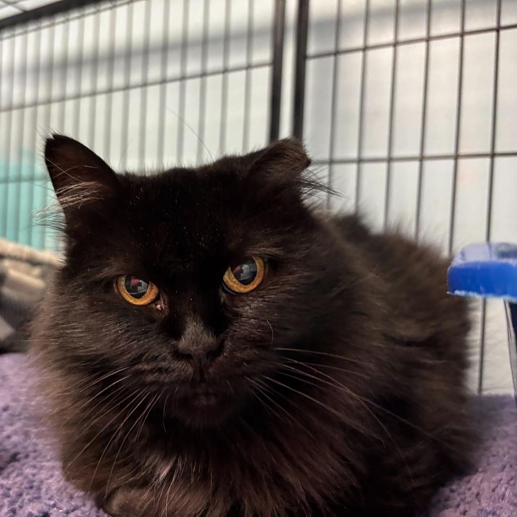 Enlarge Bumble Bumble, a Adoptable Domestic Long Hair in Davenport, IA image 3/6