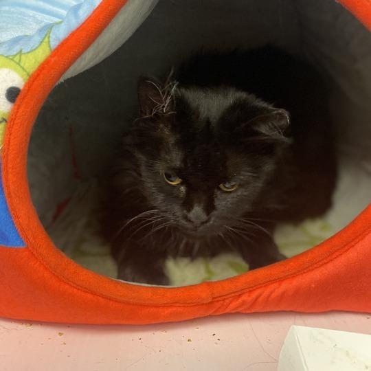 Enlarge Bumble Bumble, a Adoptable Domestic Long Hair in Davenport, IA image 5/6