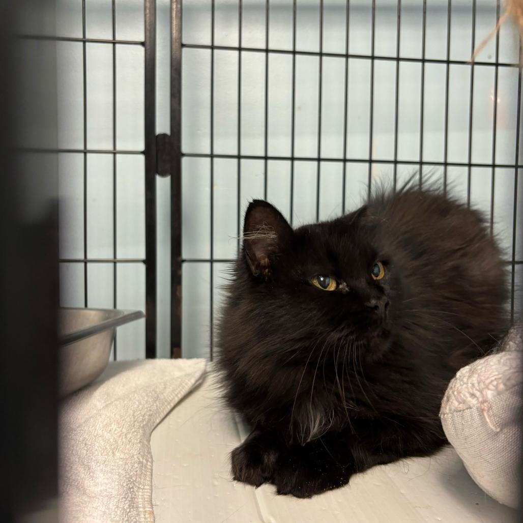 Enlarge Bumble Bumble, a Adoptable Domestic Long Hair in Davenport, IA image 6/6