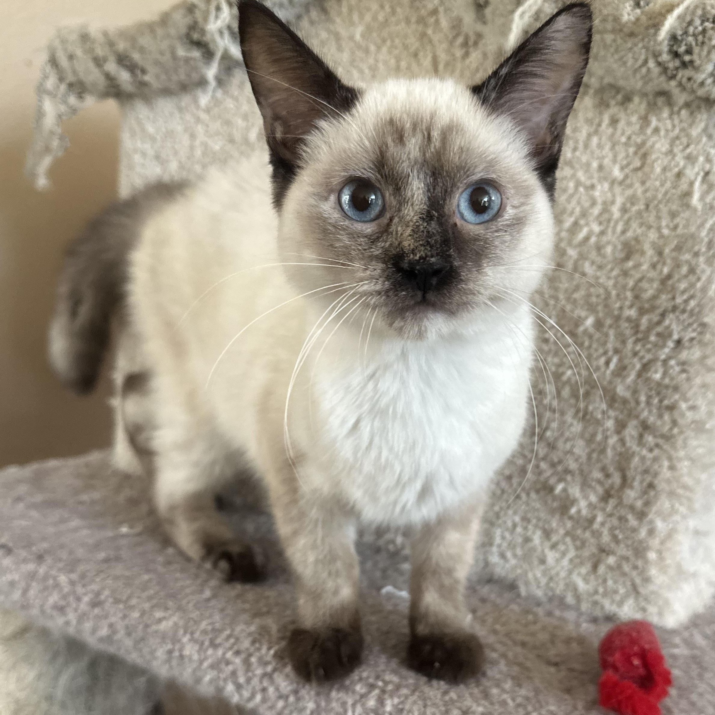 Perris Siamese Beauty, Adopted, Young Female Siamese.