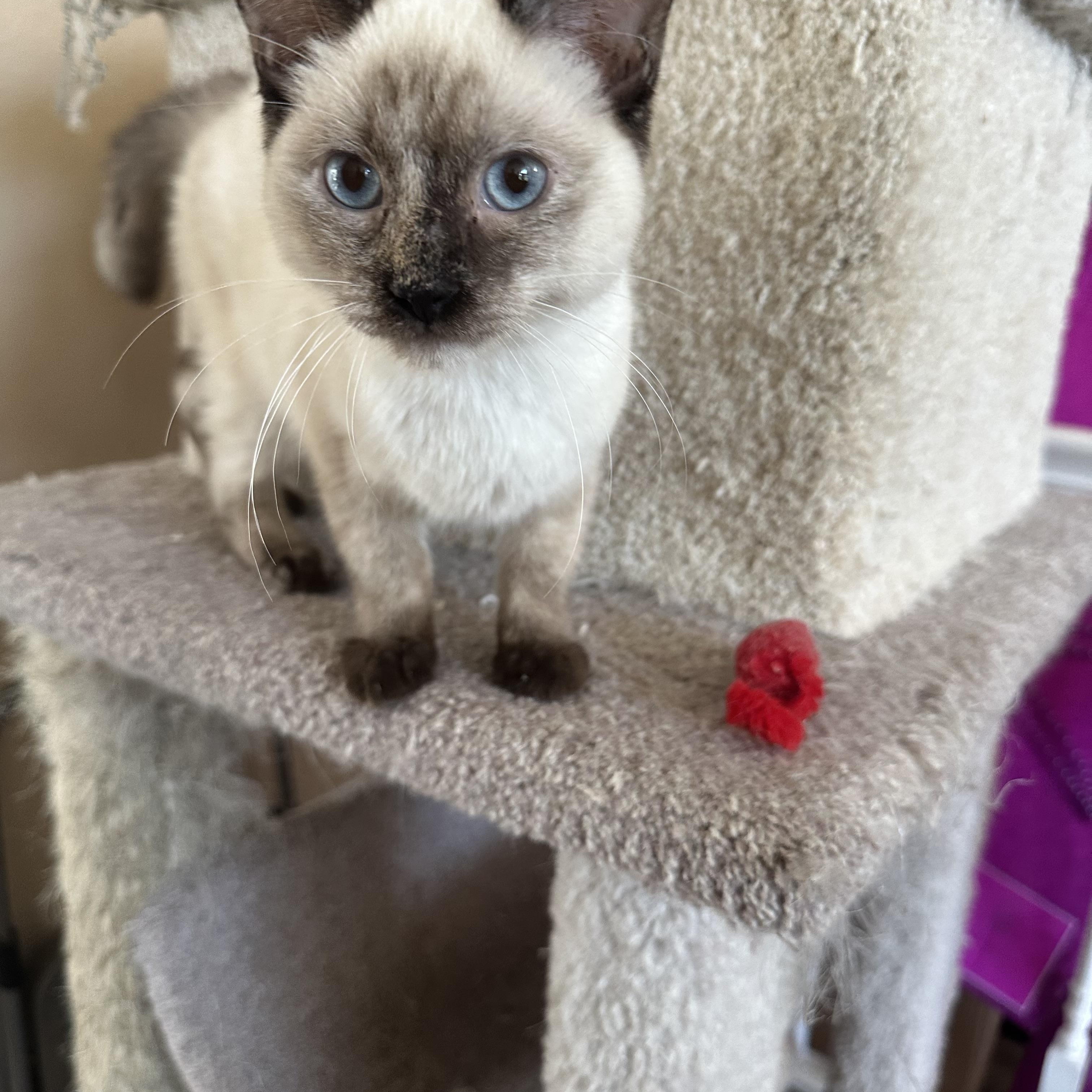 Perris Siamese Beauty