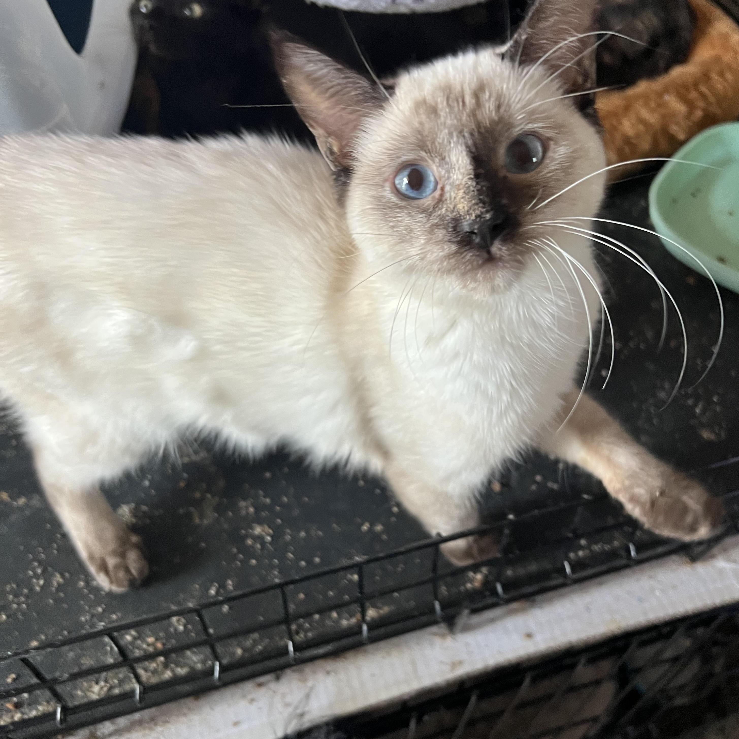 Perris Siamese Beauty