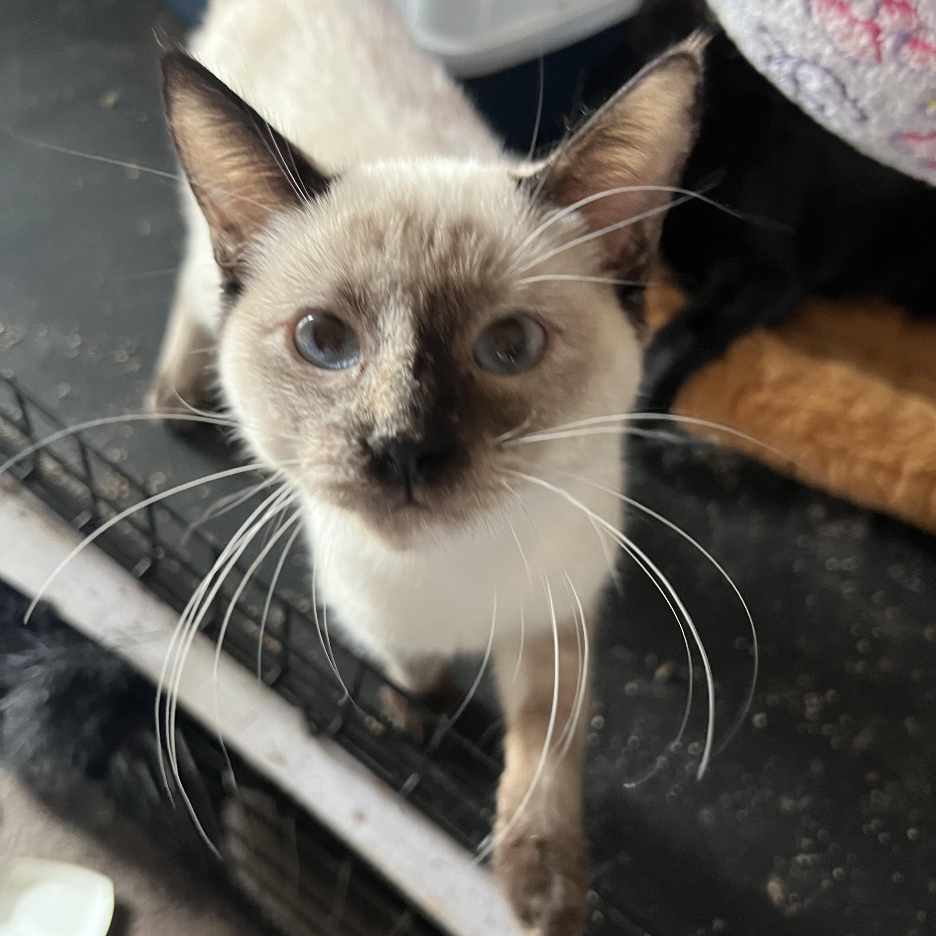 Enlarge Perris Siamese Beauty, a Adopted Siamese in Glendora, CA image 3/5