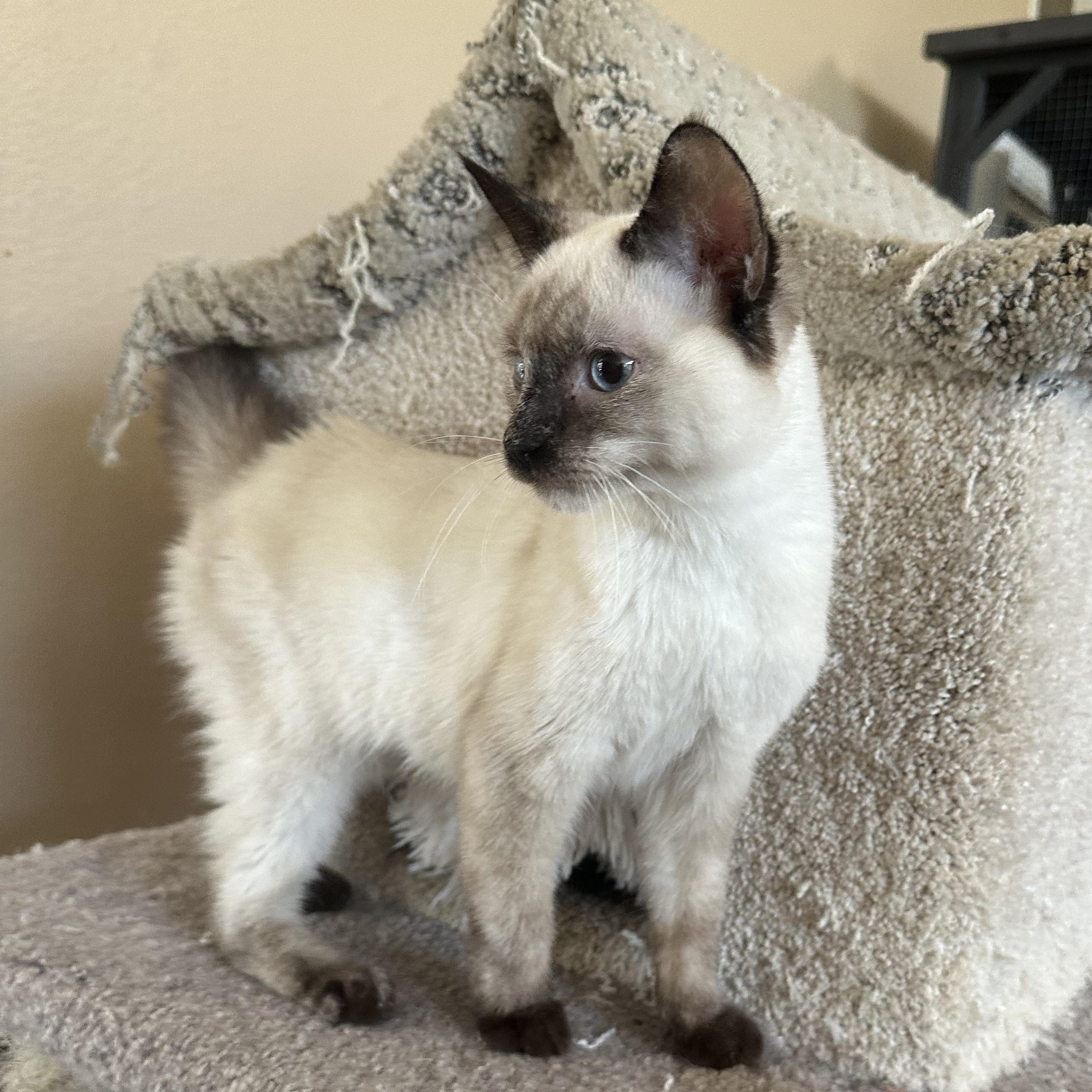 Enlarge Perris Siamese Beauty, a Adopted Siamese in Glendora, CA image 2/5