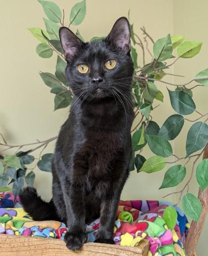 Nala, Adoptable, Young Female Domestic Short Hair & Domestic Short Hair.