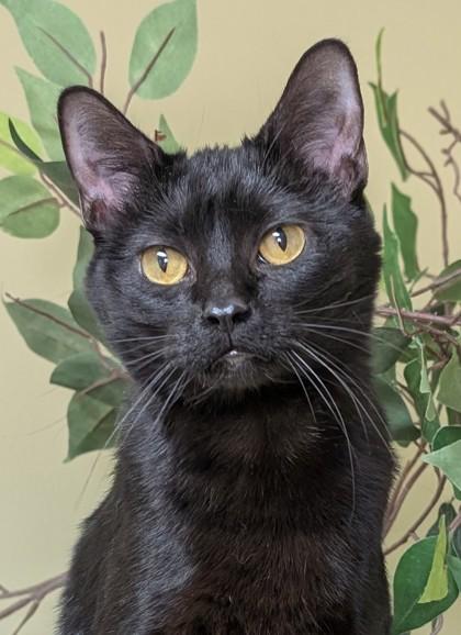Nala, a Adoptable mixed breed in Hastings, NE image 2/3