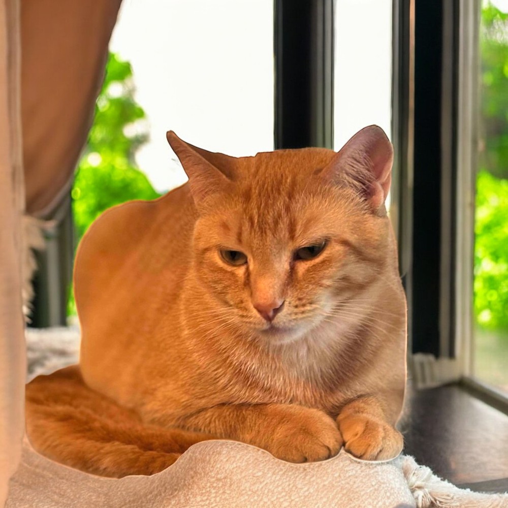 Cat for adoption Fiona, a Domestic Short Hair Mix in York, PA Petfinder