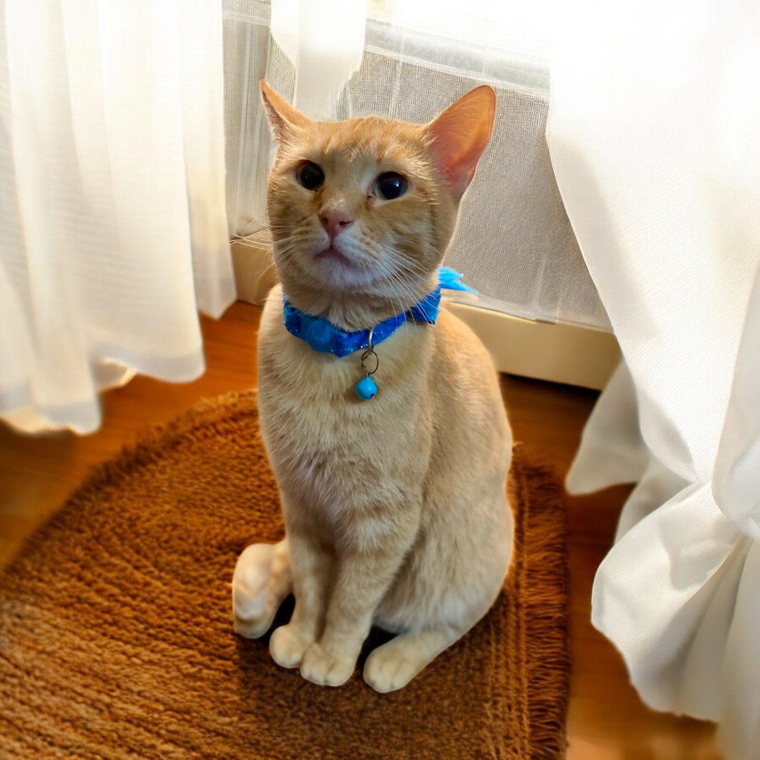 Cat for adoption Fiona, a Domestic Short Hair Mix in York, PA Petfinder