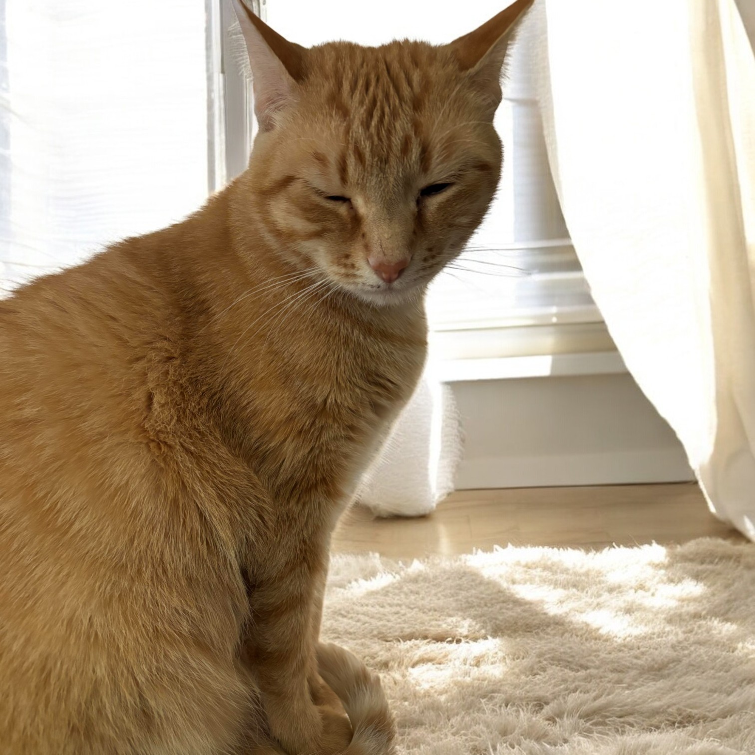 Cat for adoption Fiona, a Domestic Short Hair Mix in York, PA Petfinder