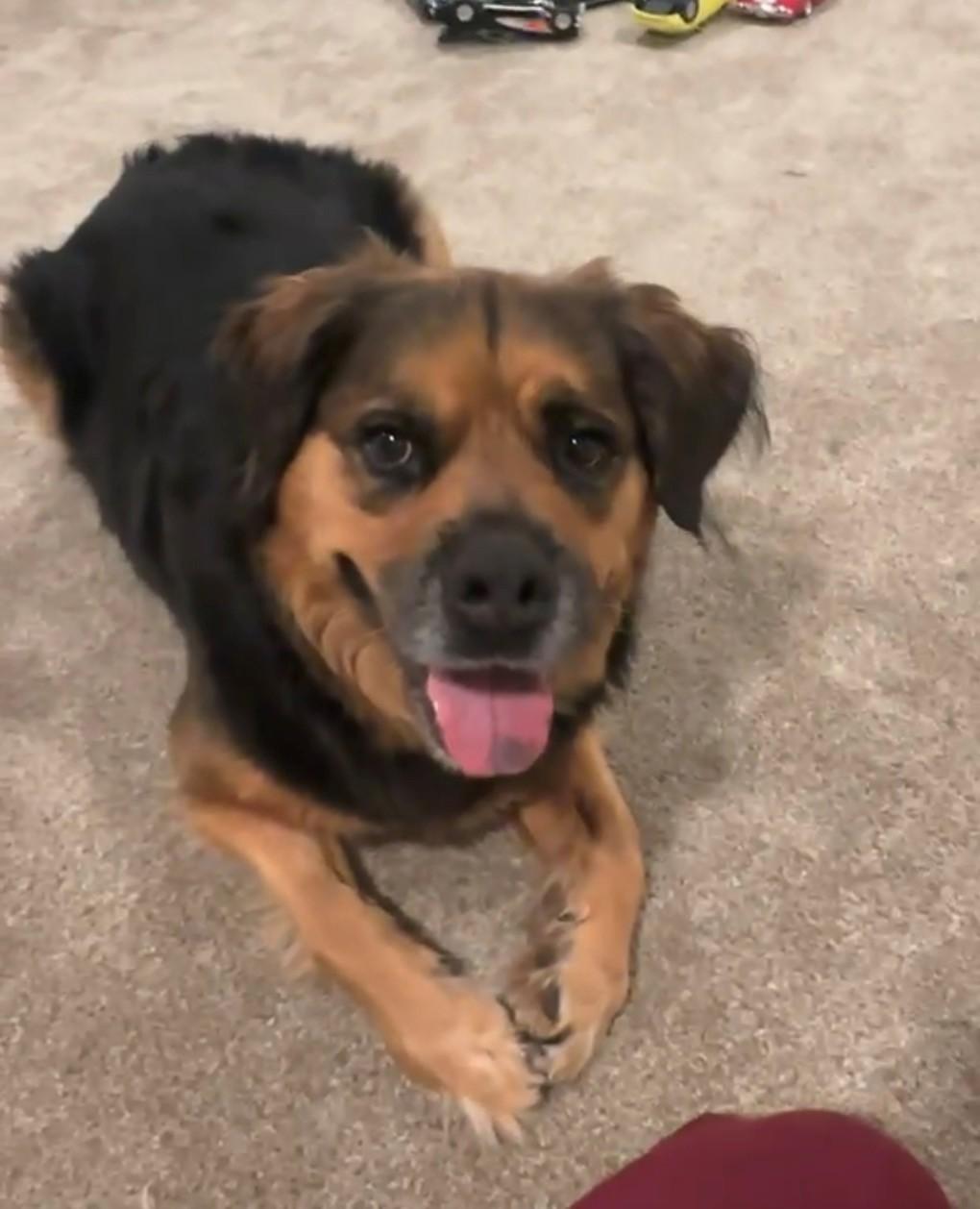 DOSHA — thumbnail 4