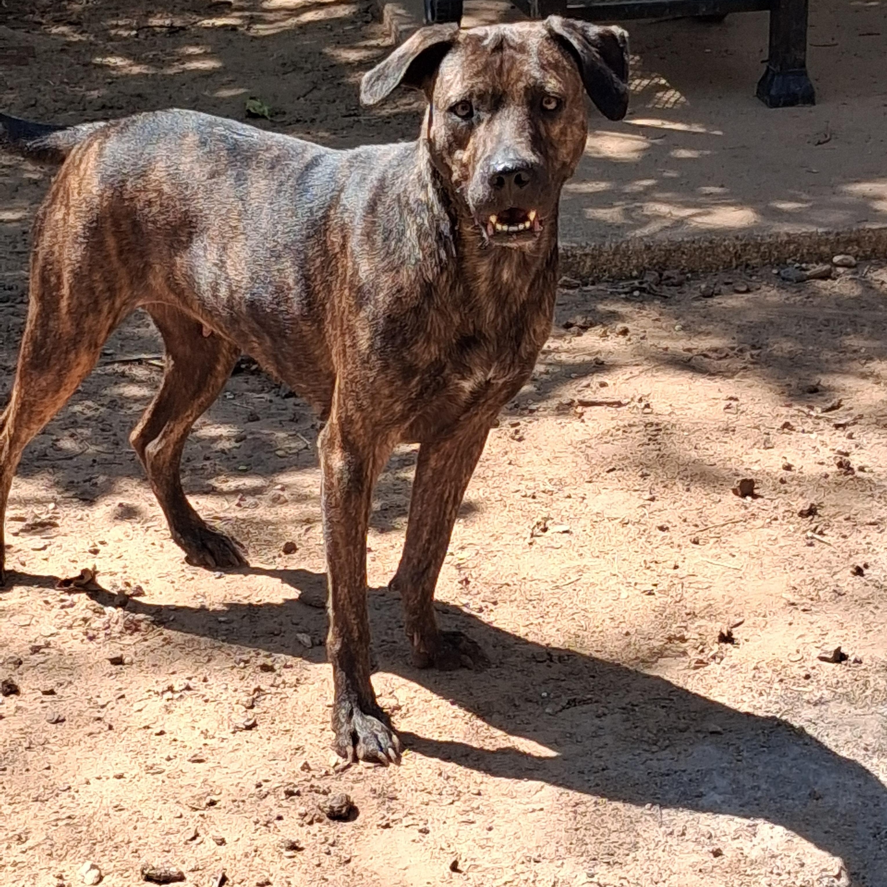 Dory, Adoptable, Adult Female Dutch Shepherd.