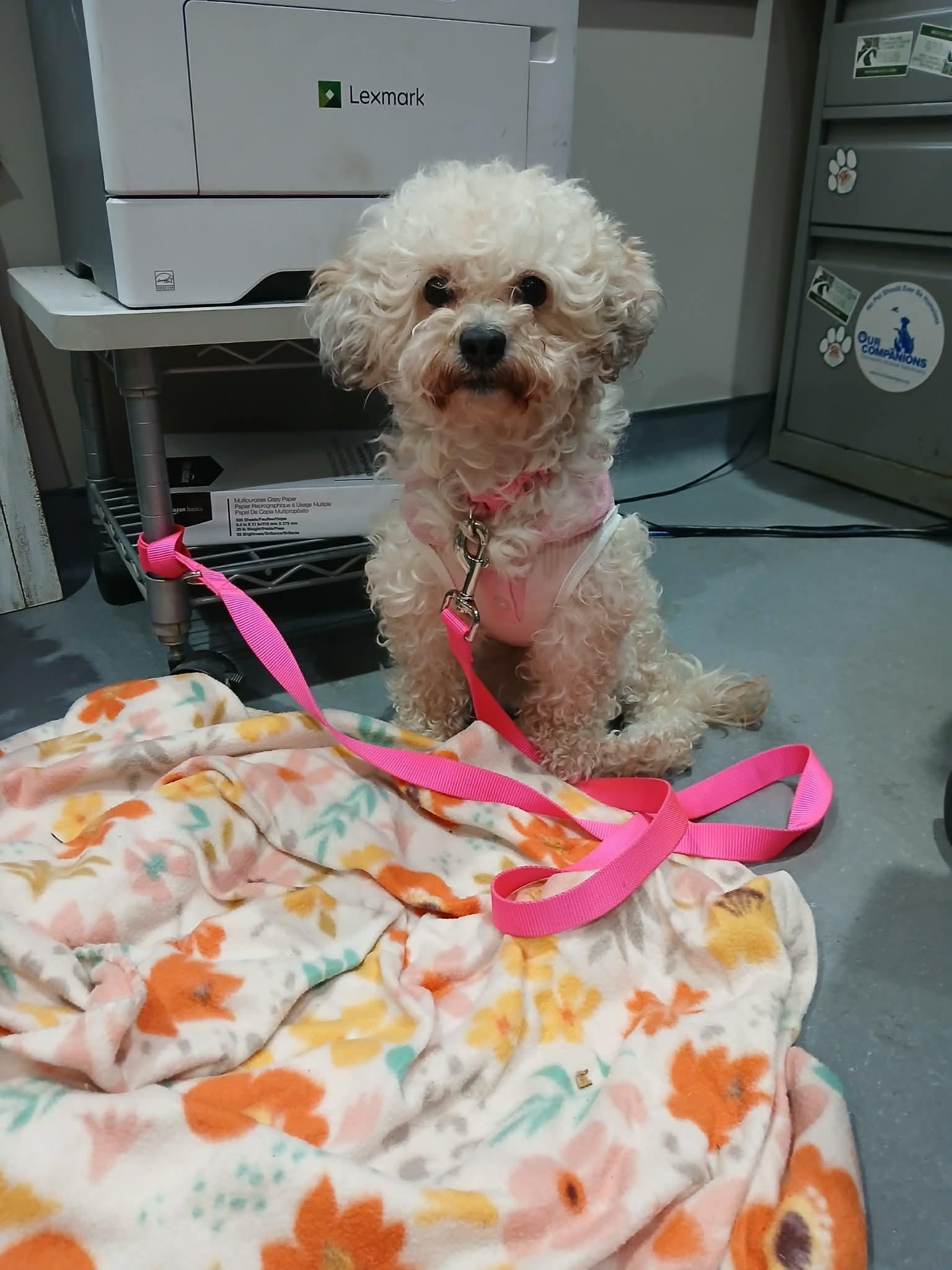 Enlarge Choochie, a ADOPTABLE mixed breed in Vernon, CT image 2/5