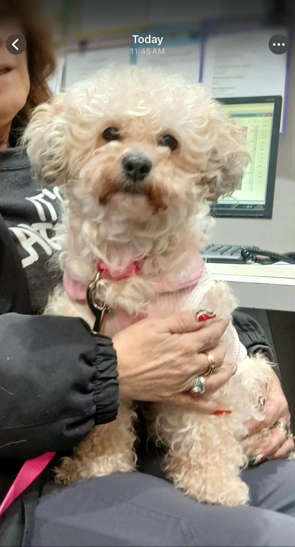 Enlarge Choochie, a ADOPTABLE mixed breed in Vernon, CT image 5/5