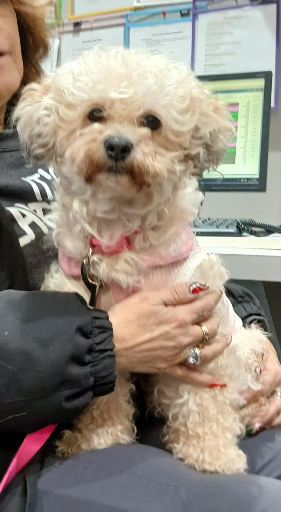 Choochie, ADOPTABLE, Senior Female Bichon Frise & Poodle.