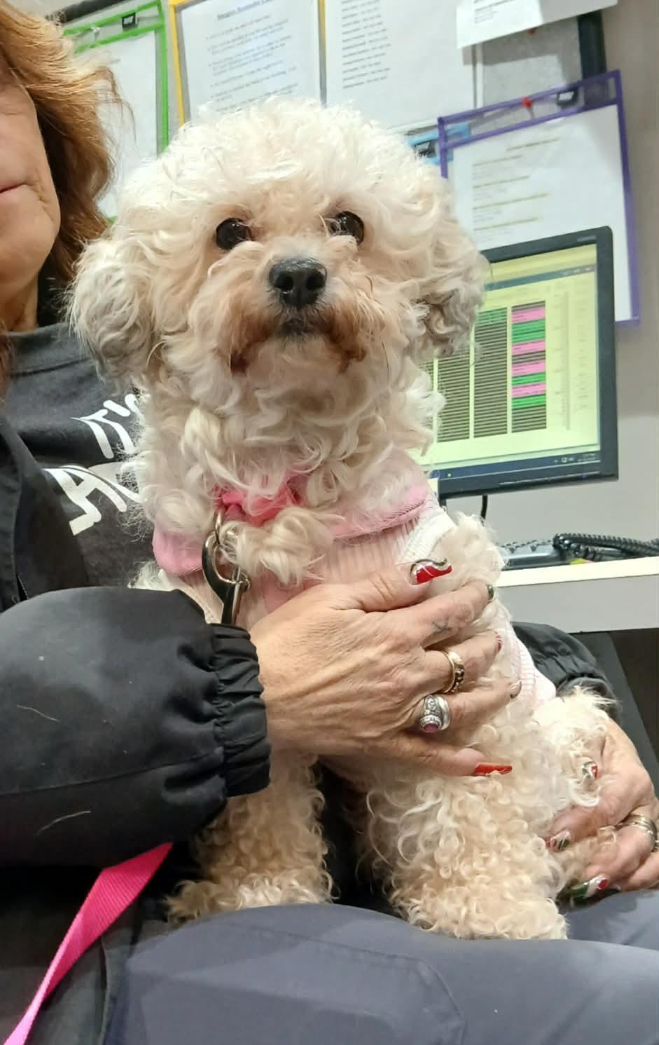 Enlarge Choochie, a ADOPTABLE mixed breed in Vernon, CT image 4/5