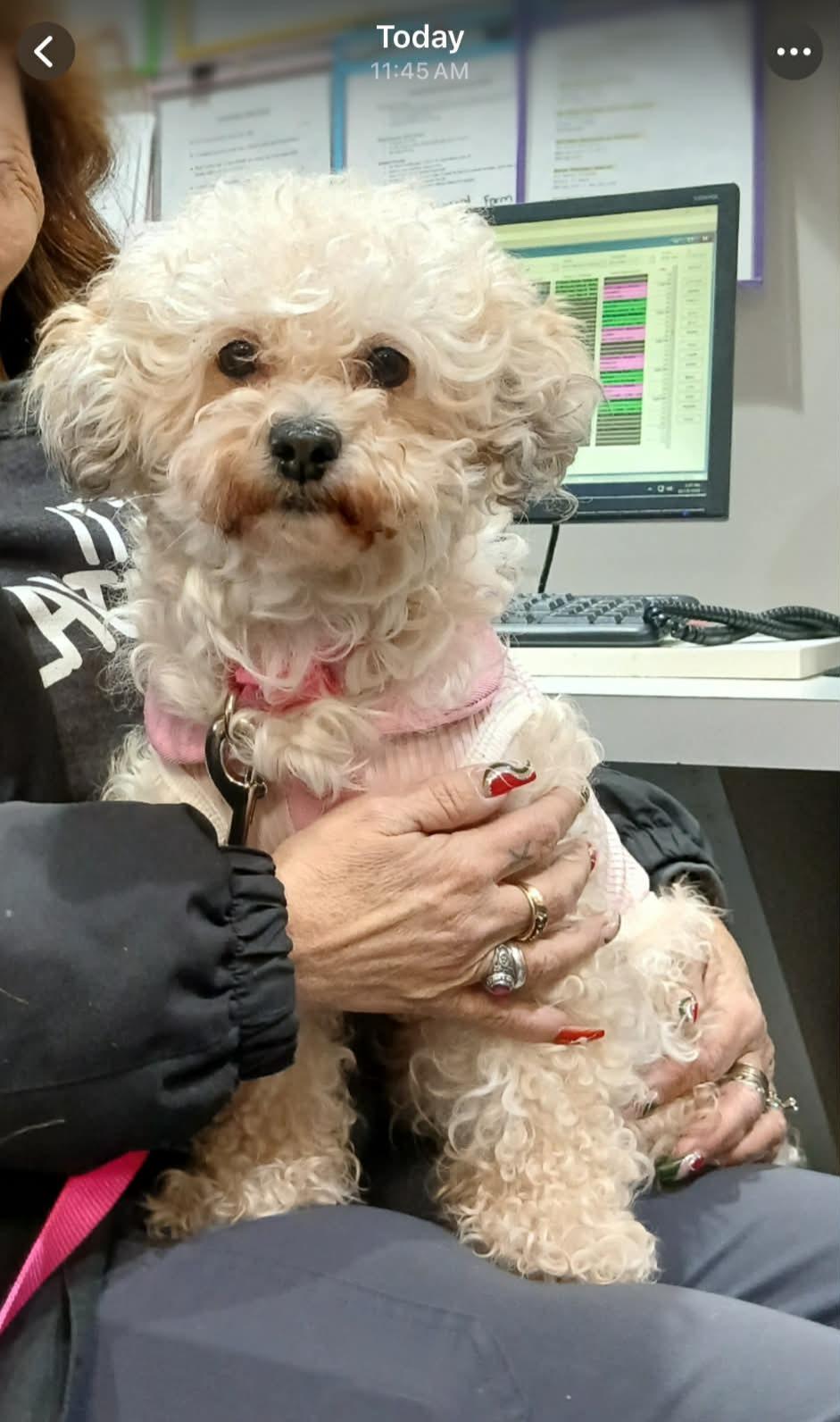 Enlarge Choochie, a ADOPTABLE mixed breed in Vernon, CT image 3/5