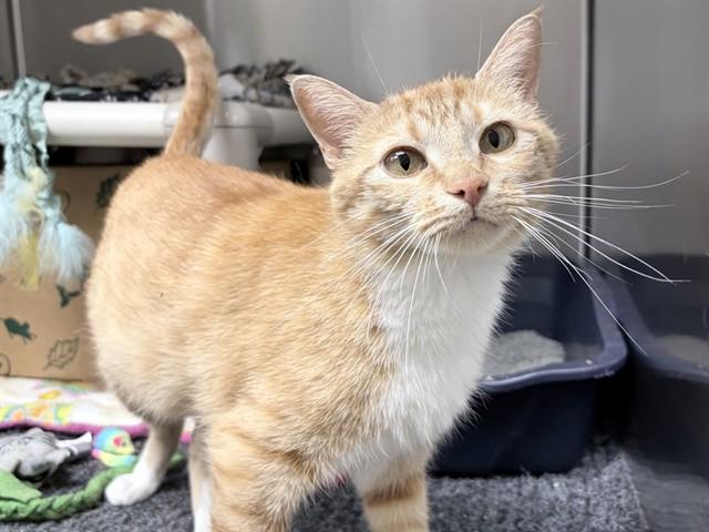 Enlarge GINNY, a Adoptable Domestic Short Hair in Ames, IA image 1/1