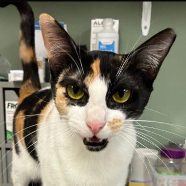 Enlarge Serena Reyes, a Adoptable mixed breed in Hudson, MA image 1/3