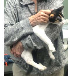 Enlarge Serena Reyes, a Adoptable mixed breed in Hudson, MA image 2/3