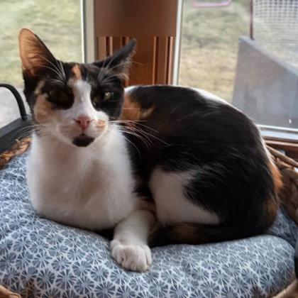 Enlarge Serena Reyes, a Adoptable mixed breed in Hudson, MA image 3/3