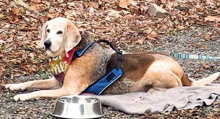 Peach (NJ), a Adoptable English Coonhound in Leawood, KS image 2/4