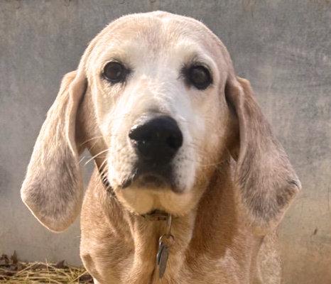 Peach (NJ), Adoptable, Senior Female English Coonhound.
