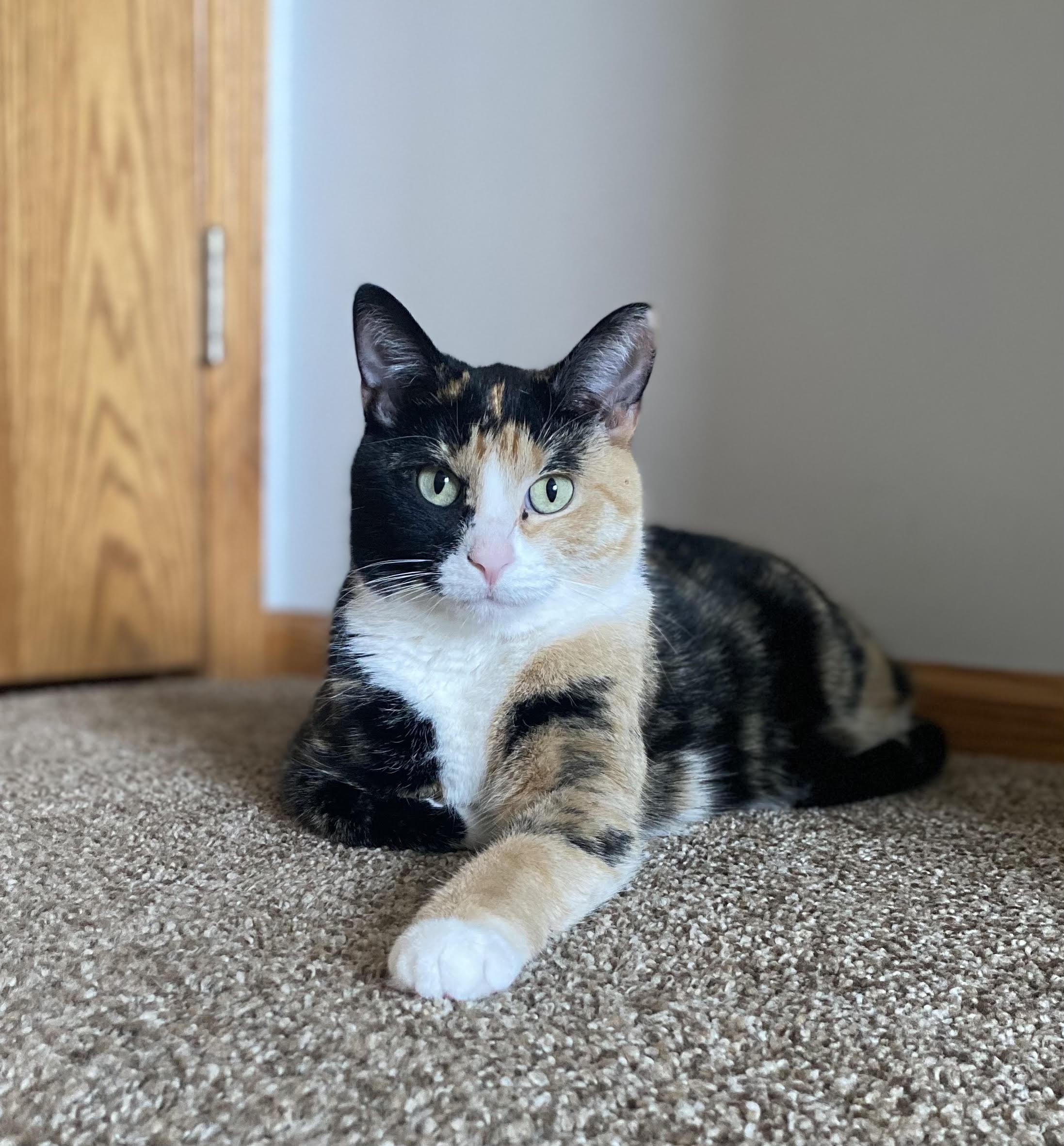 Enlarge INDY, an adoptable Domestic Short Hair in Lake City, MN image 2/4