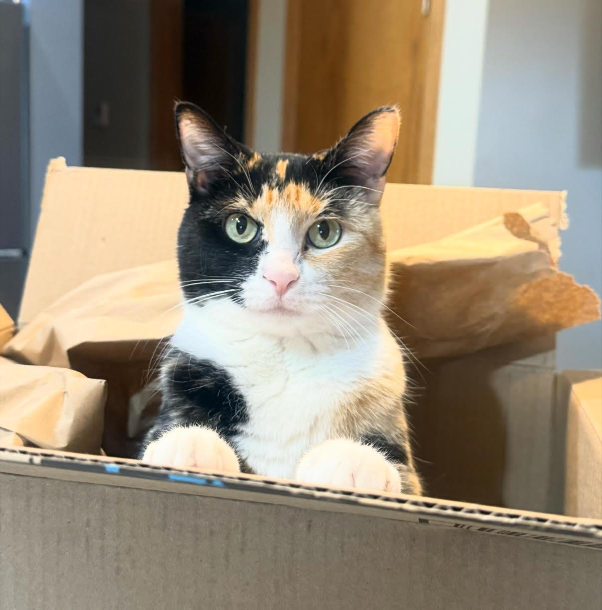 INDY, adoptable, Adult Female Domestic Short Hair.