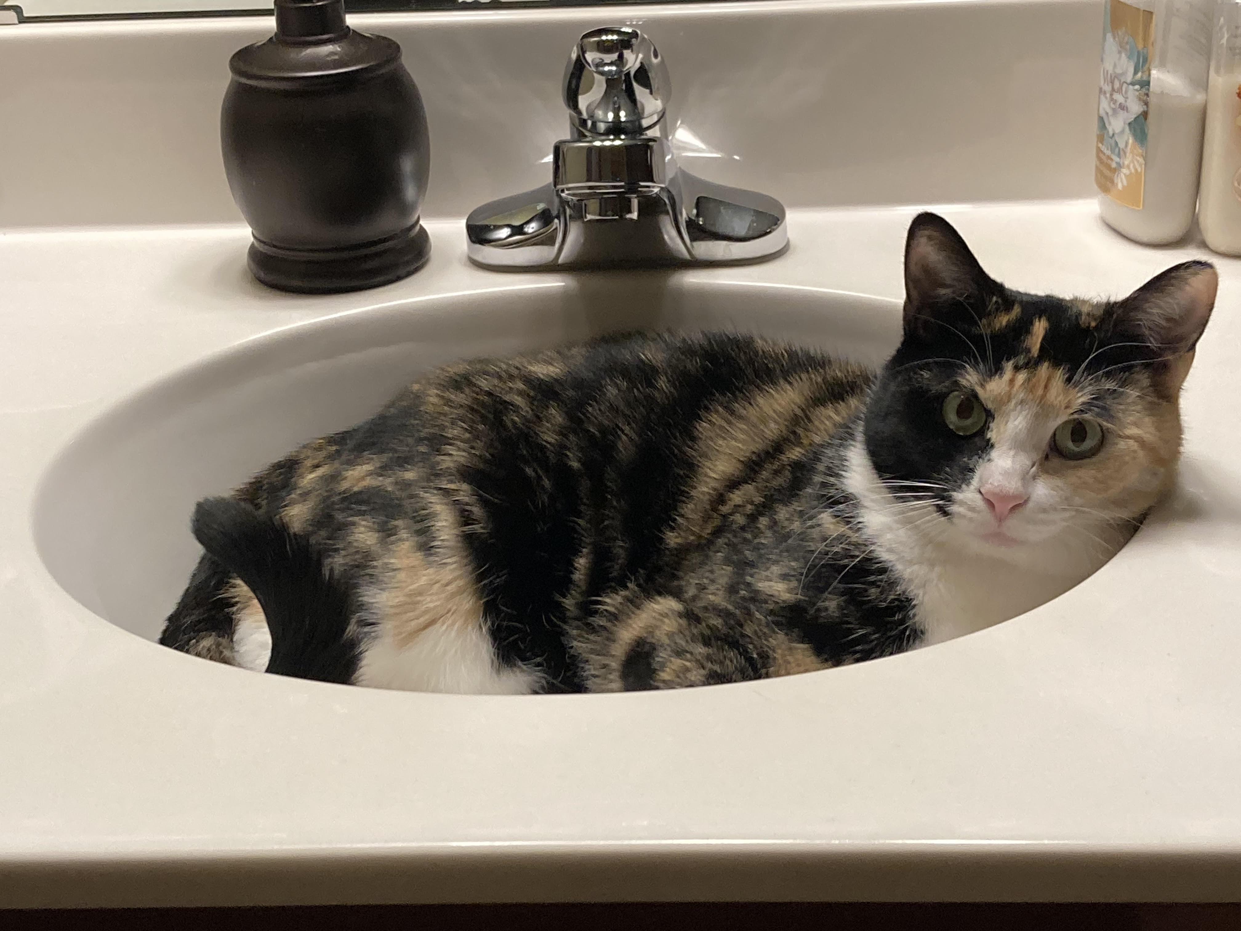 Enlarge INDY, an adoptable Domestic Short Hair in Lake City, MN image 3/4