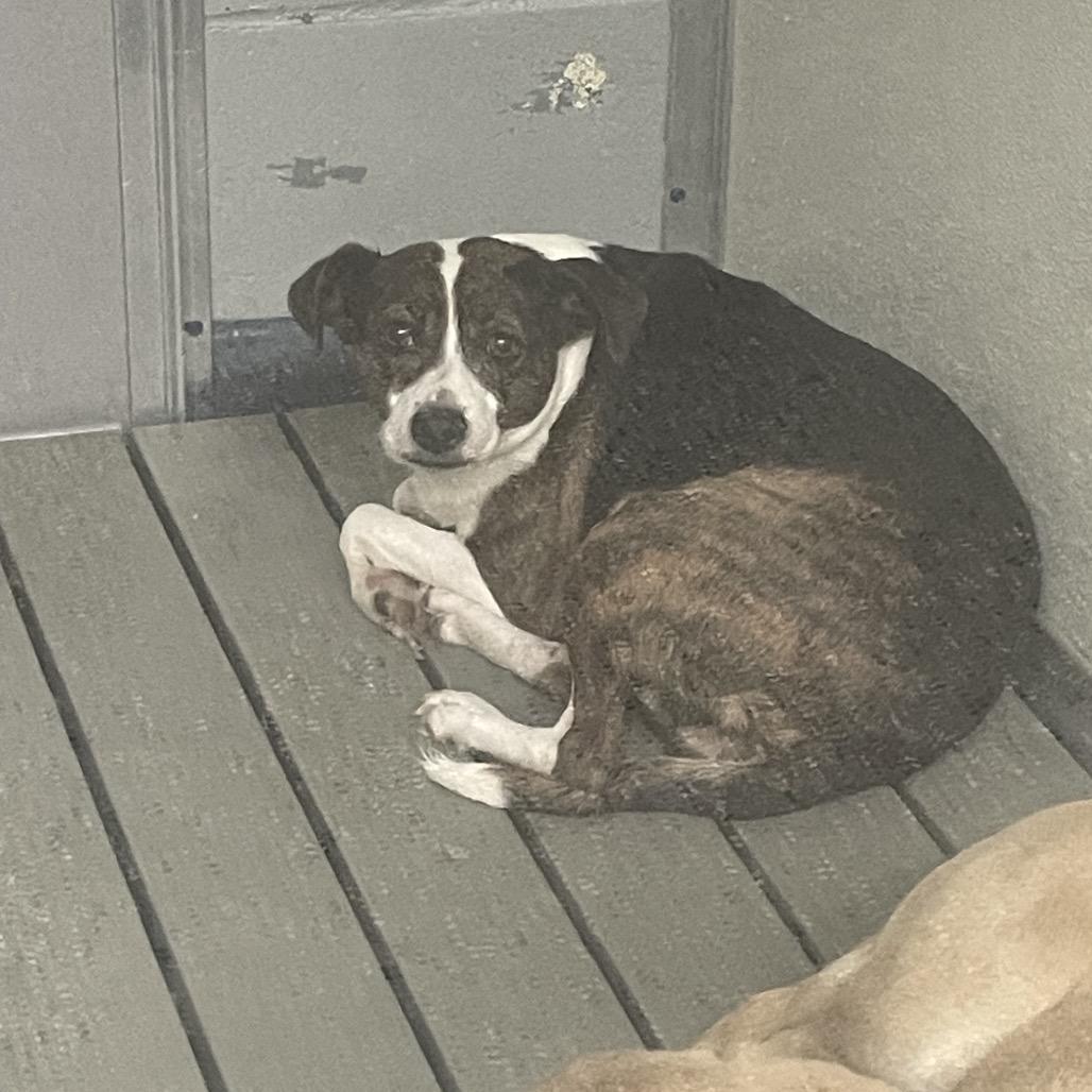 Dixie, Adoptable, Adult Female Mixed Breed.