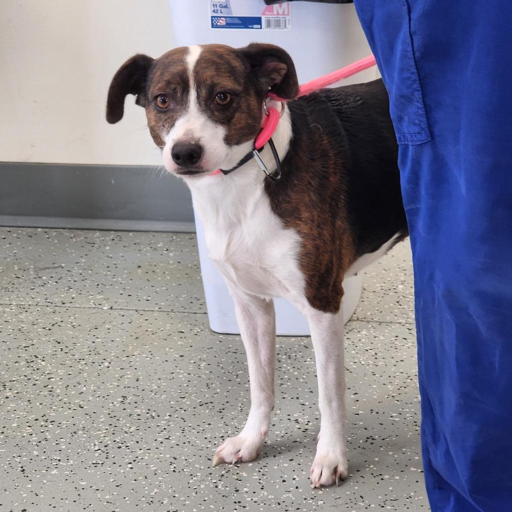 Enlarge Dixie, a Adoptable Mixed Breed in Galax, VA image 2/2