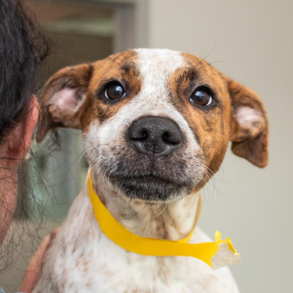 Enlarge Abigail, a Adoptable Mixed Breed in Middletown, RI image 1/1