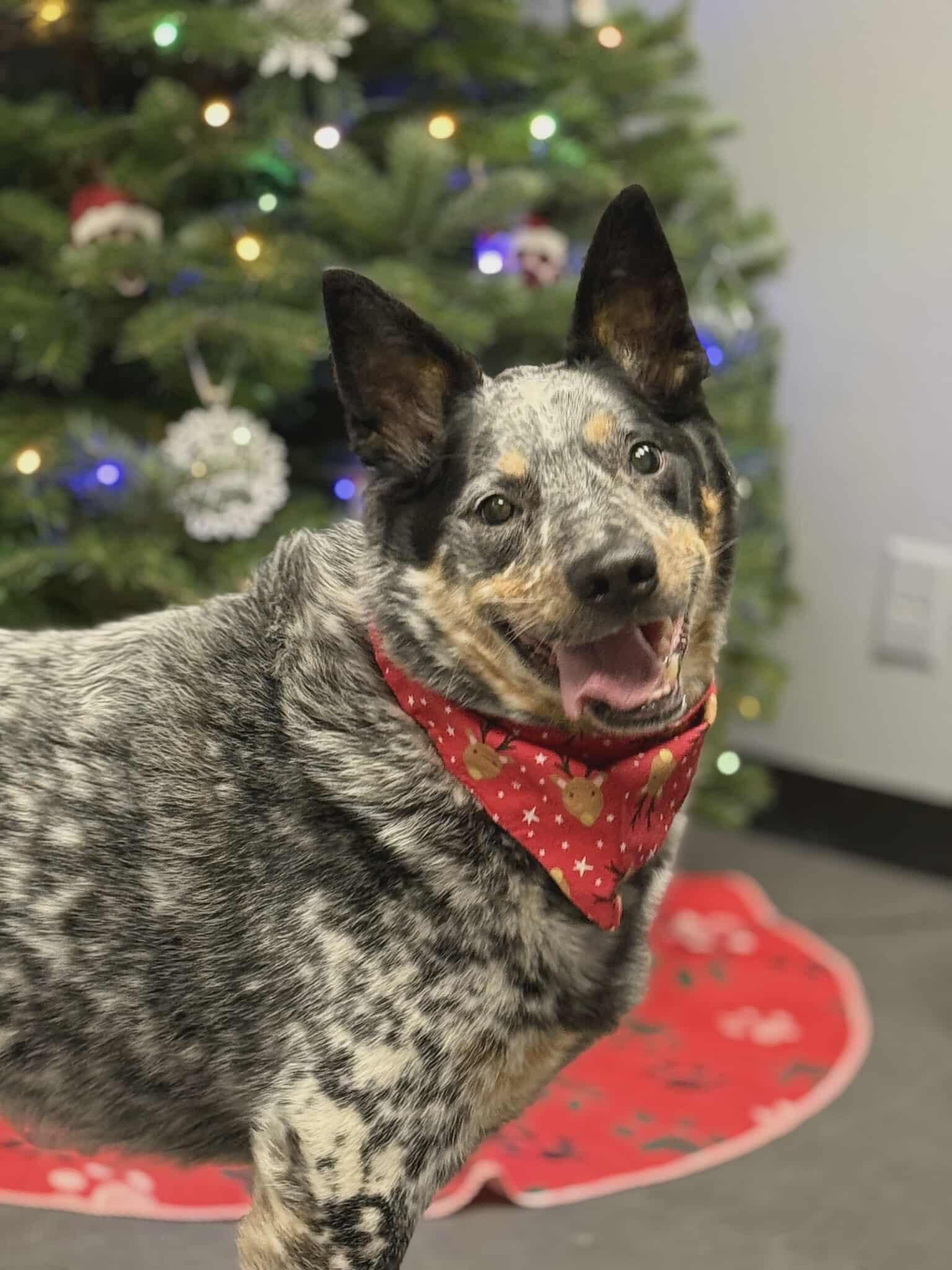 Luke, Adoptable, Adult Male Australian Cattle Dog / Blue Heeler.