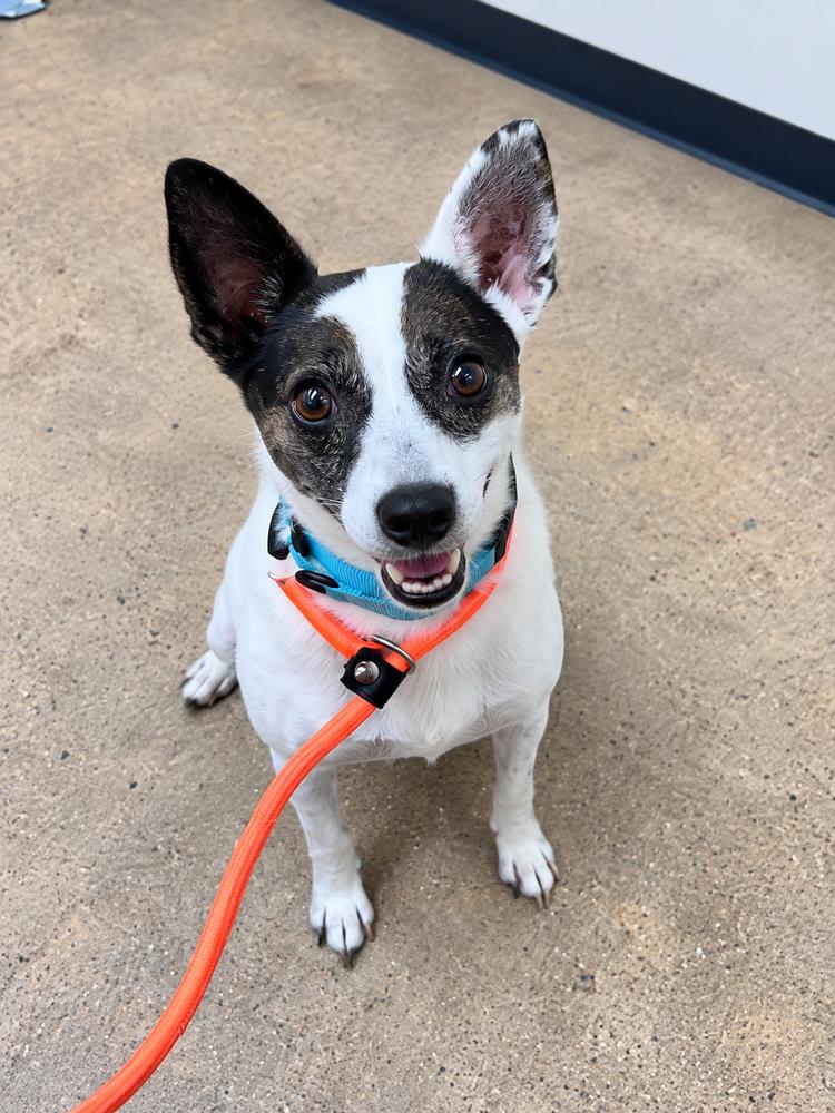 Enlarge Spirit, a Adoptable mixed breed in Saugus, MA image 1/6