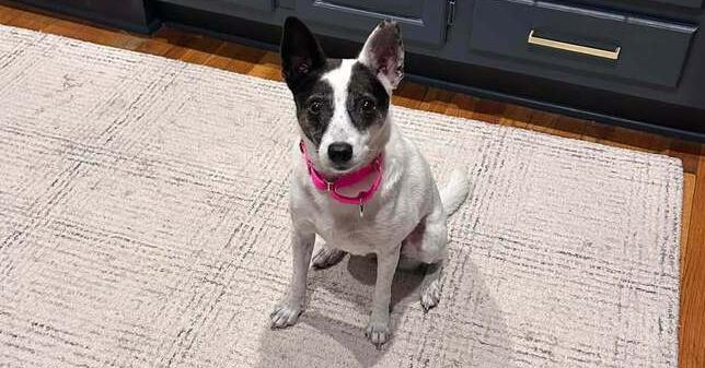 Enlarge Spirit, a Adoptable mixed breed in Saugus, MA image 2/6
