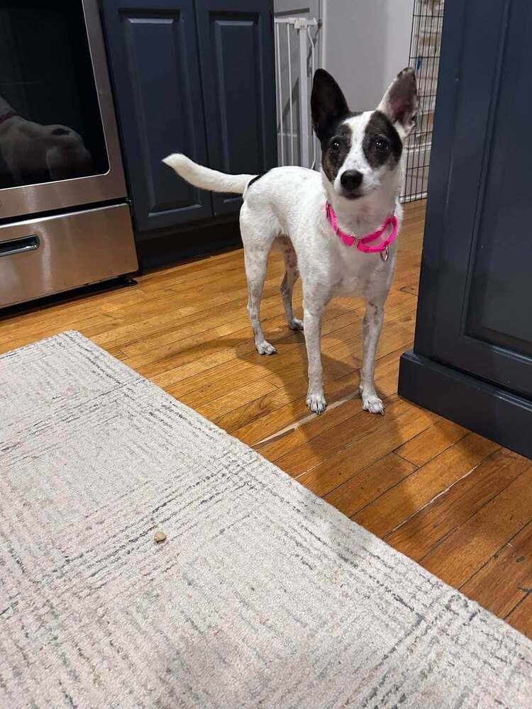 Enlarge Spirit, a Adoptable mixed breed in Saugus, MA image 4/6