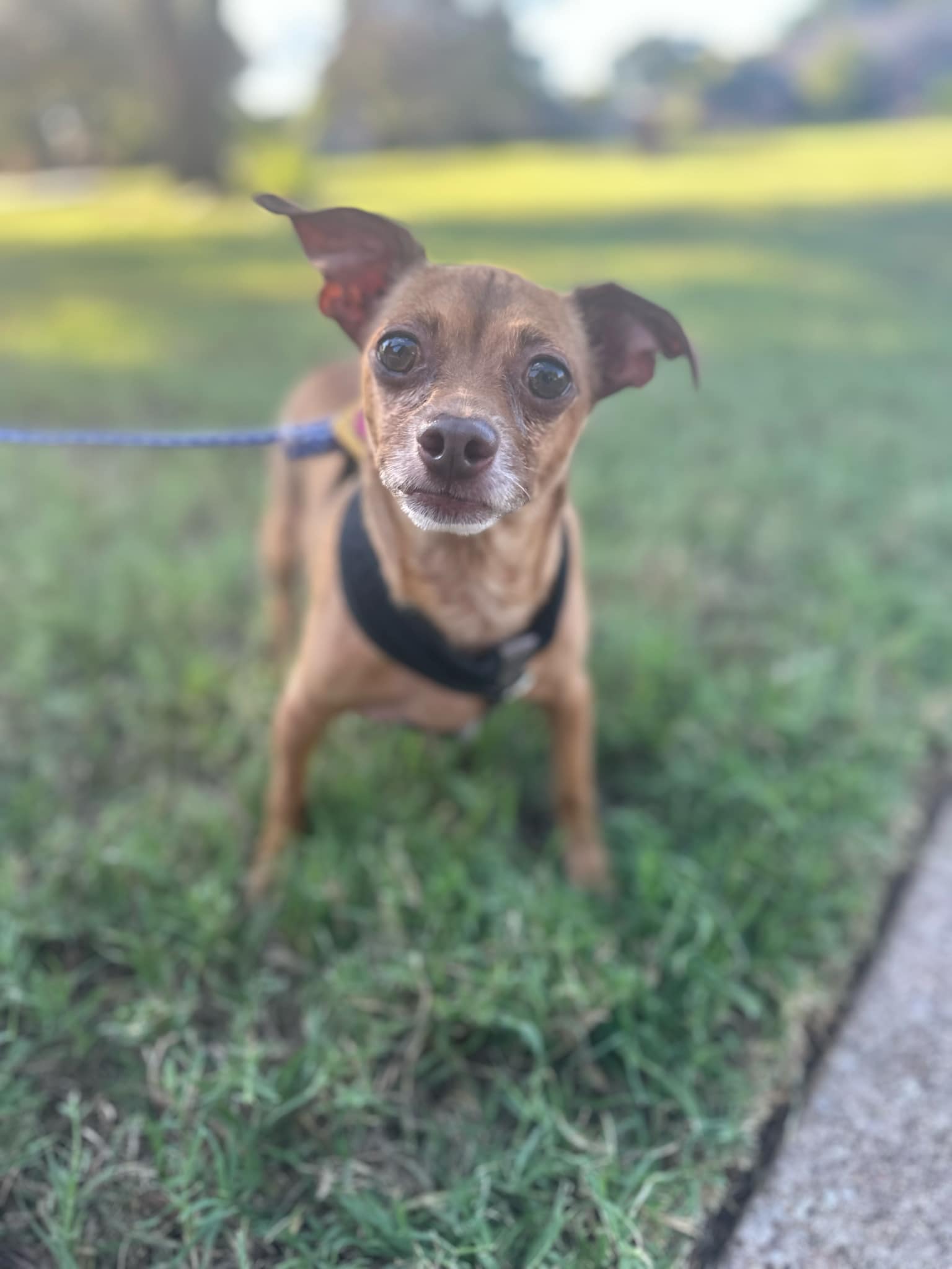Meatball 2