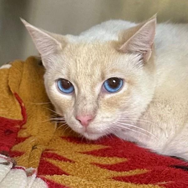 Mustard, Adoptable, Young Female Domestic Short Hair.