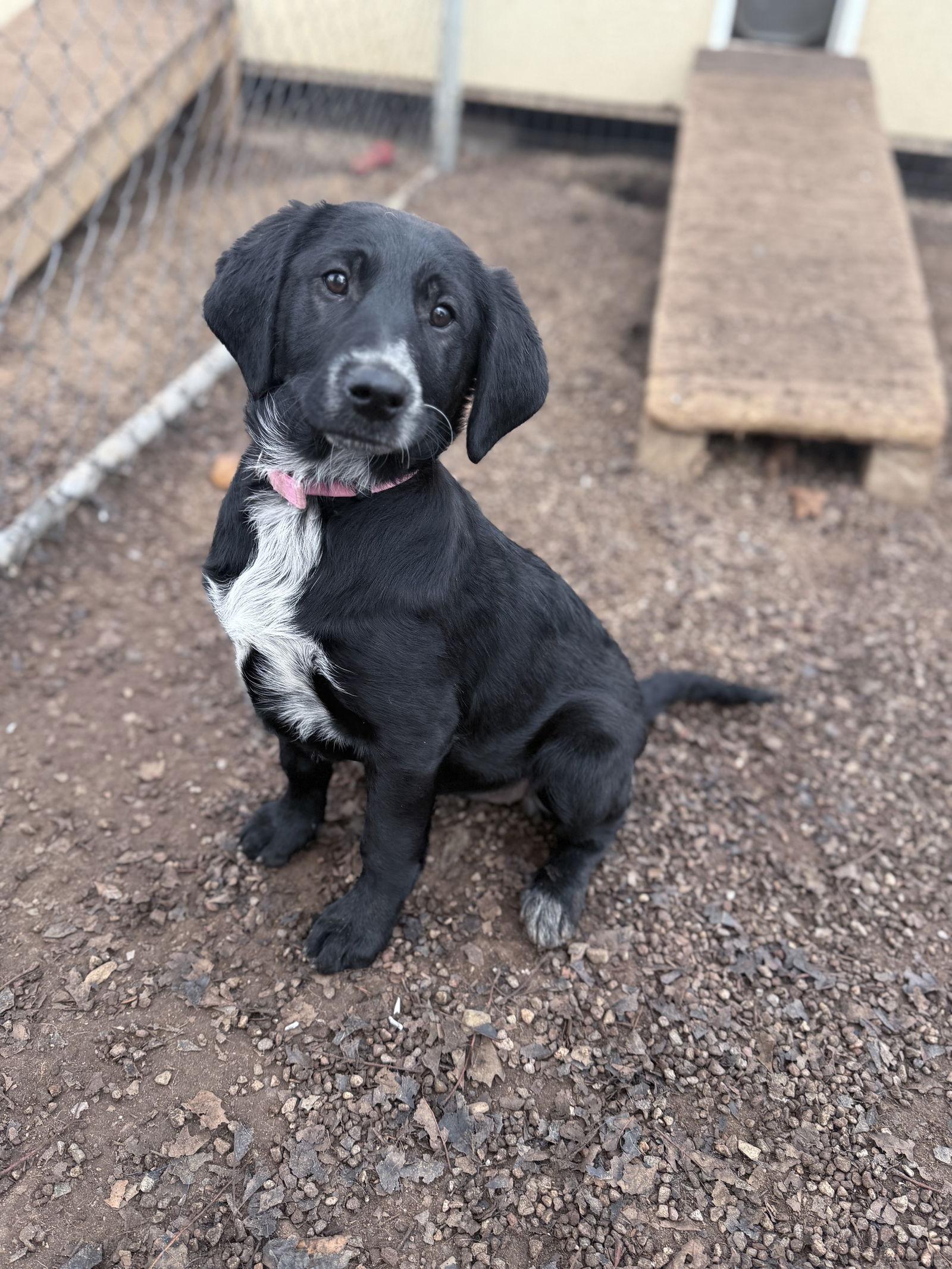 Cola, Adopted, Puppy Female Labrador Retriever & Border Collie.