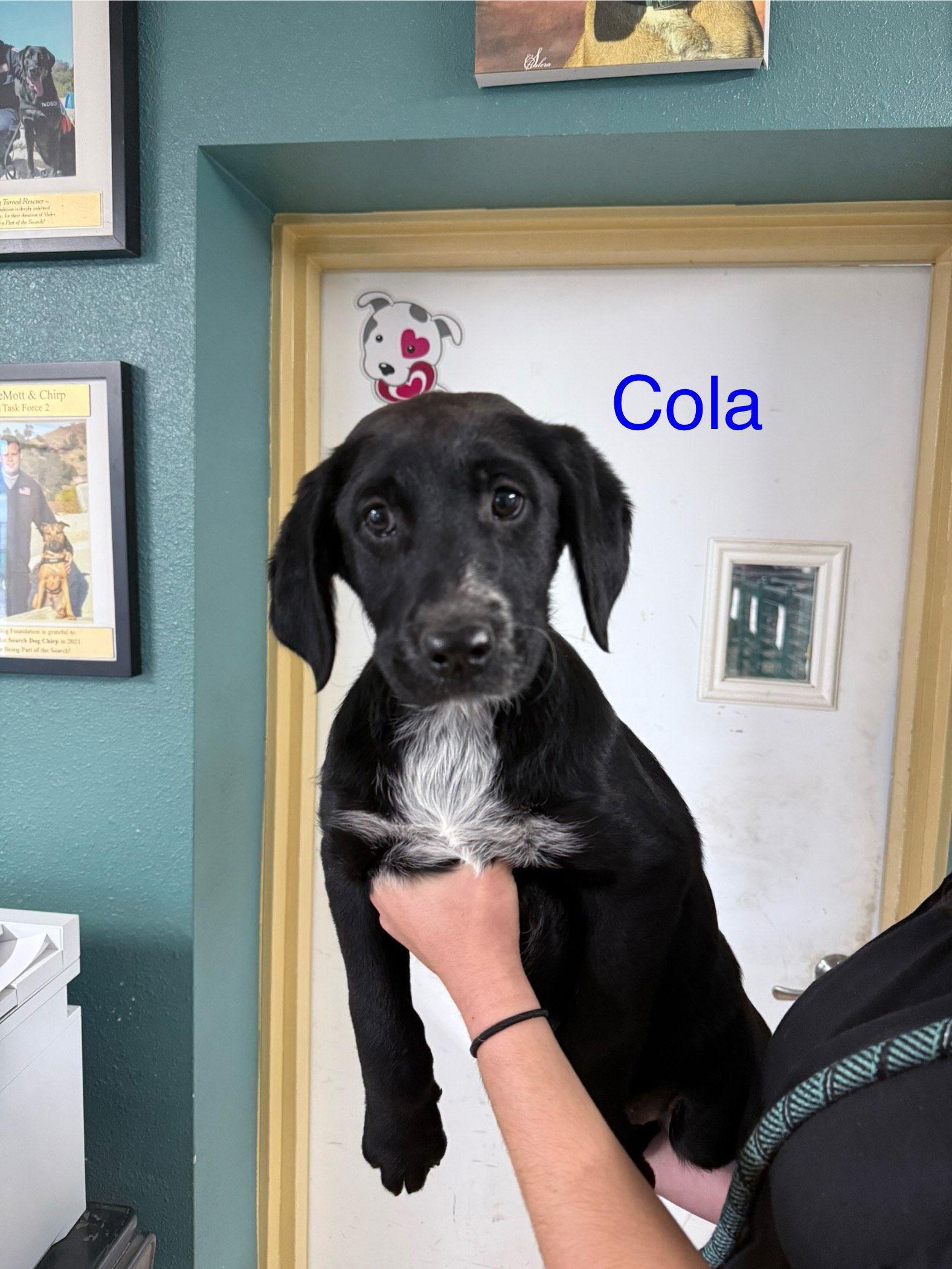 Cola, a Adopted mixed breed in Yreka, CA image 2/2