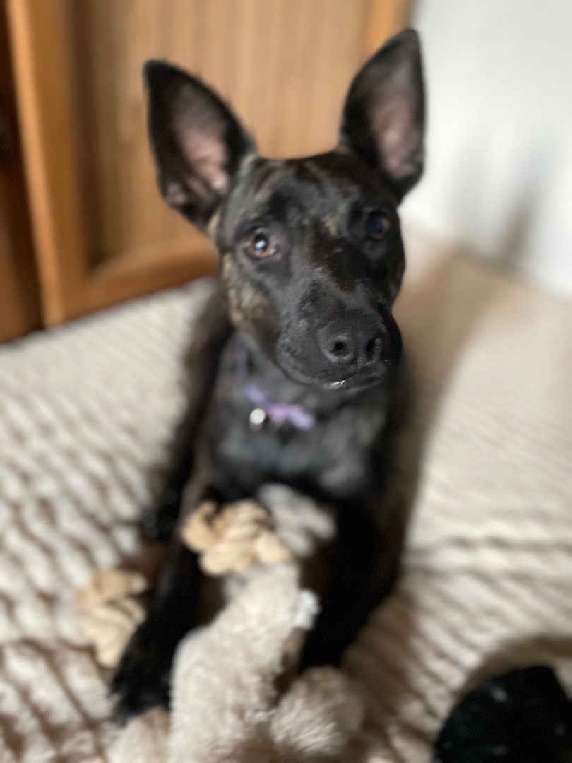 Paisley, a Adoptable mixed breed in San Diego, CA image 4/6